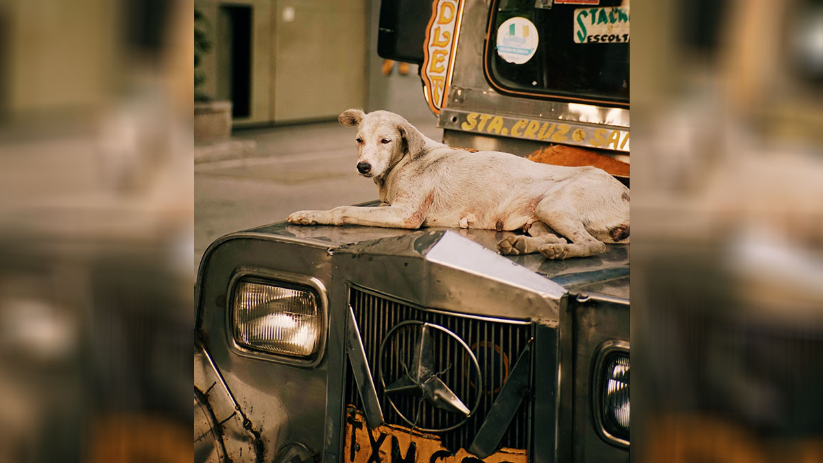 pets in transport