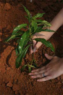 TopGear.com.ph Philippine Car Features - Tree planting (From SXC.hu)