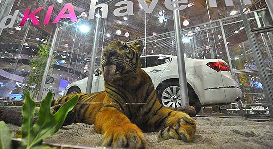 TopGear.com.ph Philippine Car News - Tigers at the KIA booth in PIMS