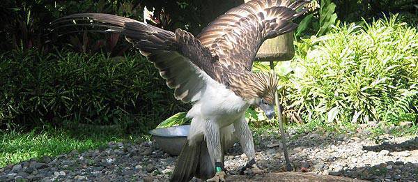 TopGear.com.ph Philippine Car News - Drive your car while saving Philippine eagles