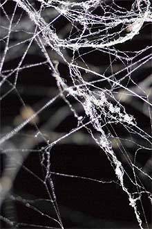 TopGear.com.ph Car News - PETA wants spider-infested Mazda 6 vehicles