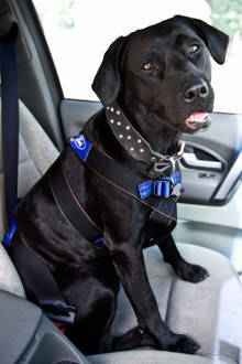 8 tips for a safe road trip with your dog