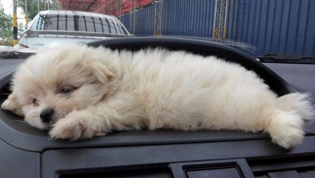 Dog sleeping on car's dashboard