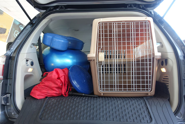 Safe tips: Dogs in cars