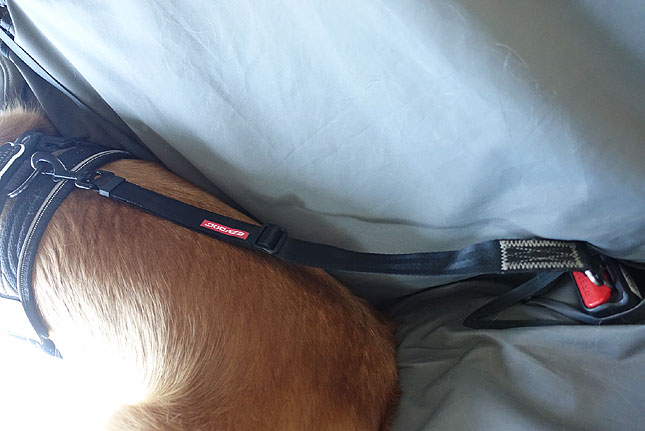 Safe tips: Dogs in cars