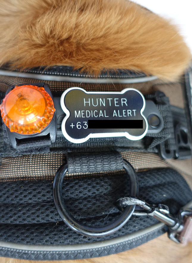 Safe tips: Dogs in cars