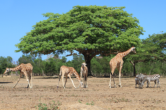 Isuzu MU-X in Palawan