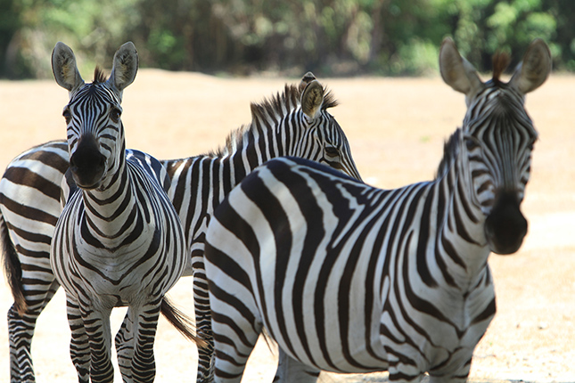 Isuzu MU-X in Palawan