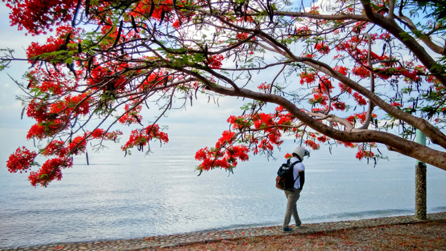 Dundee Adriatico photo